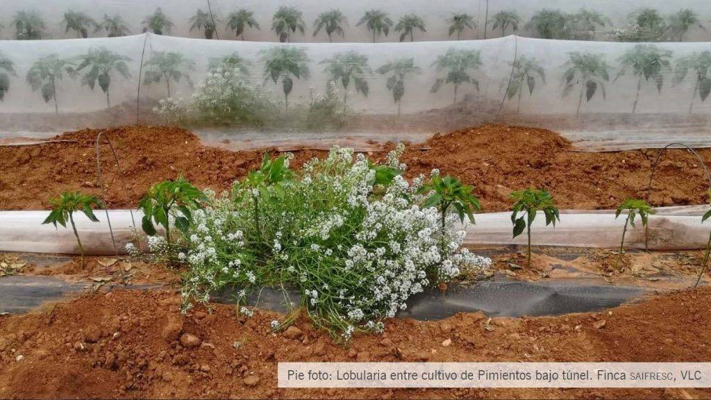 Intersemillas-cub-ecolog-funcionales-2|Intersemillas-Intro-Cubiertas-Veg|Intersemillas-Cub-Vegetales|Intersemillas-especies-silvestres|Intersemillas-pl-biocidas|Intersemillas-Guia-Biocidas|Intersemillas-diseño-setos|Intersemillas-Cub-Veg|Intersemillas-Cub